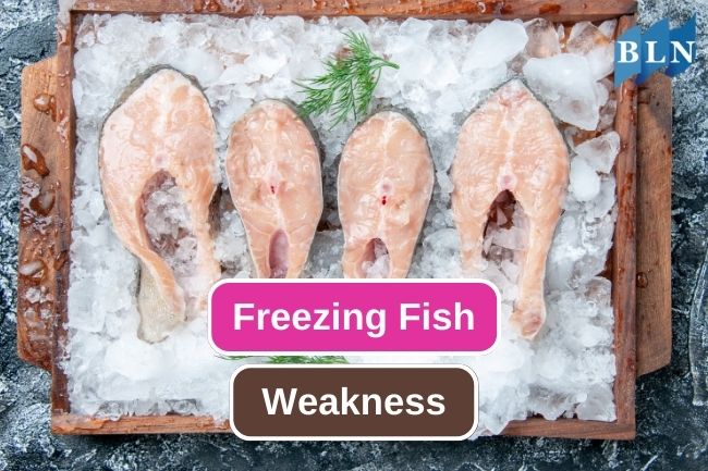 5 Reason To Considerate Using Freezing Method To Preserve Fish